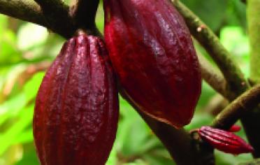 Lec Renovación de Cultivos de Cacao